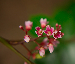 Flower in the Tambopata National Reserve